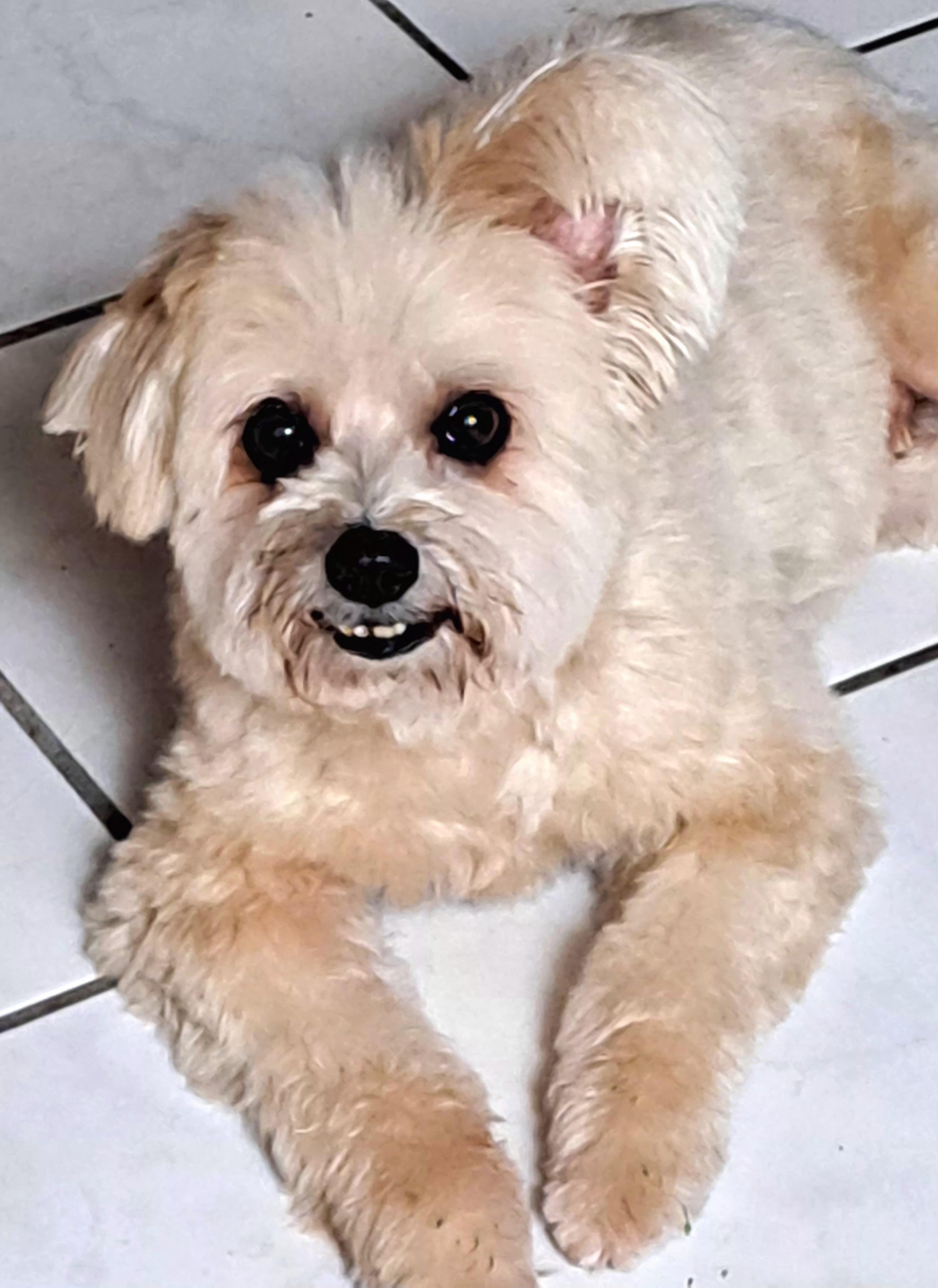 Cesar , a ADOPTABLE Maltipoo in Maitland, FL image 2/3