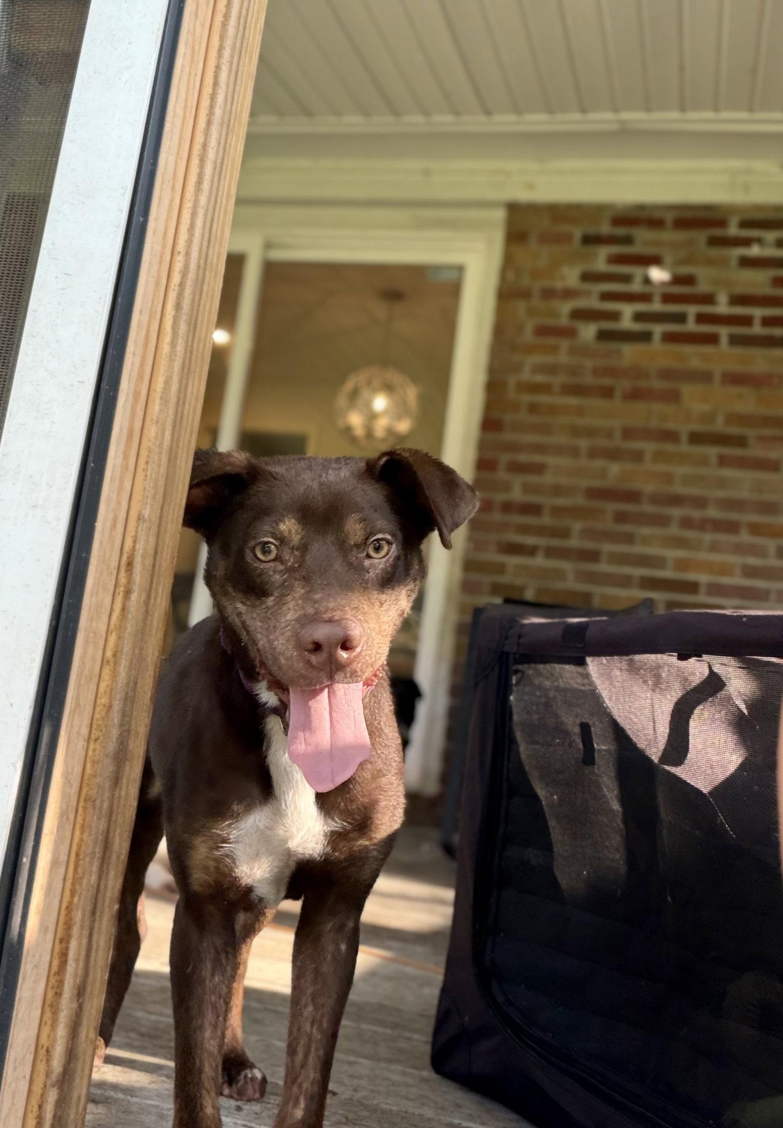Godiva, Adoptable, Adult Female Mixed Breed.