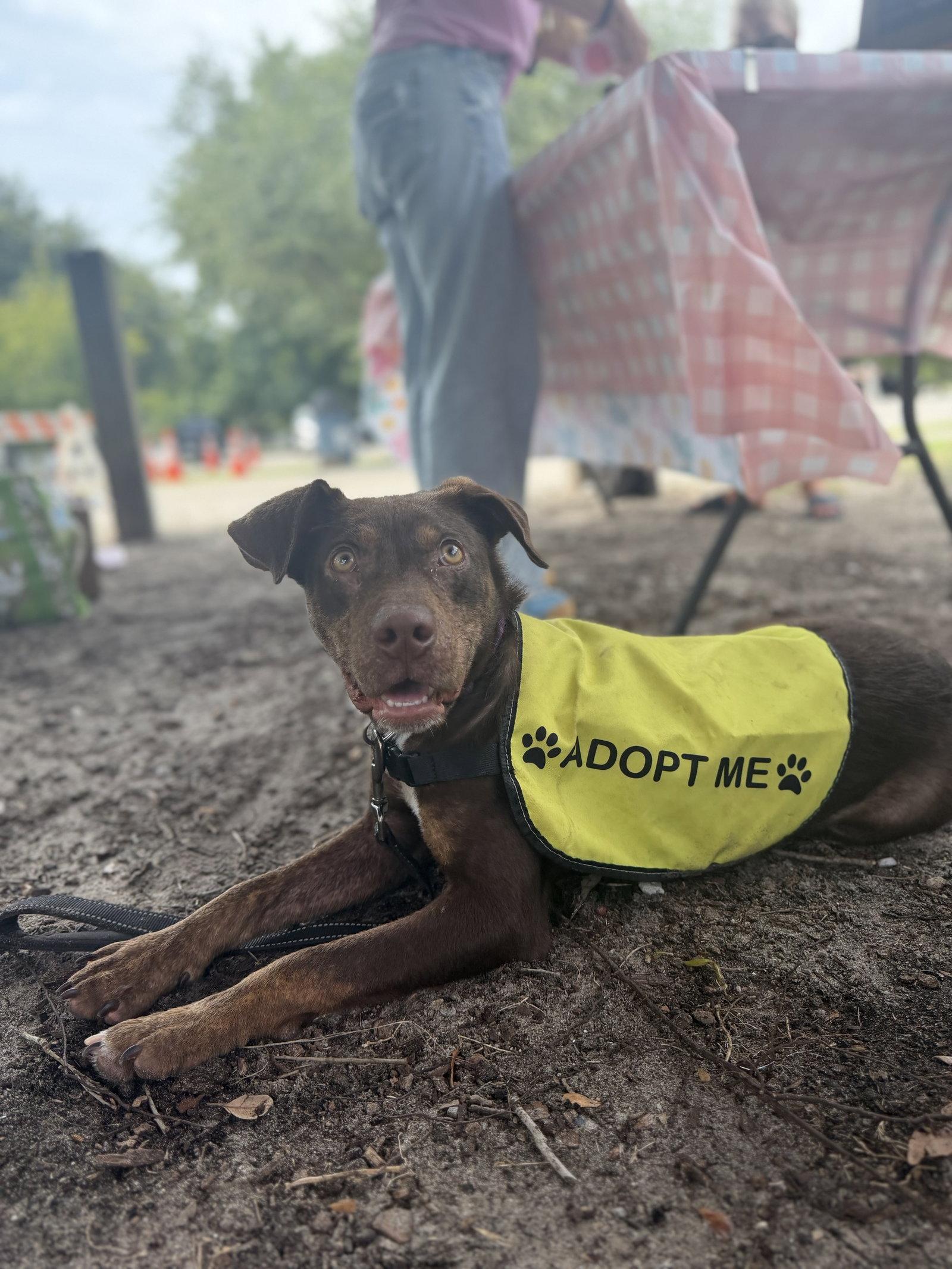 Enlarge Godiva, a Adoptable Mixed Breed in Mount Pleasant, SC image 2/3