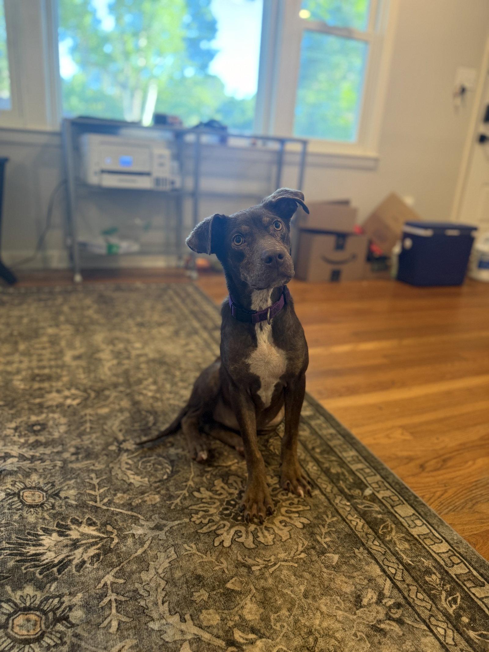 Enlarge Godiva, a Adoptable Mixed Breed in Mount Pleasant, SC image 3/3