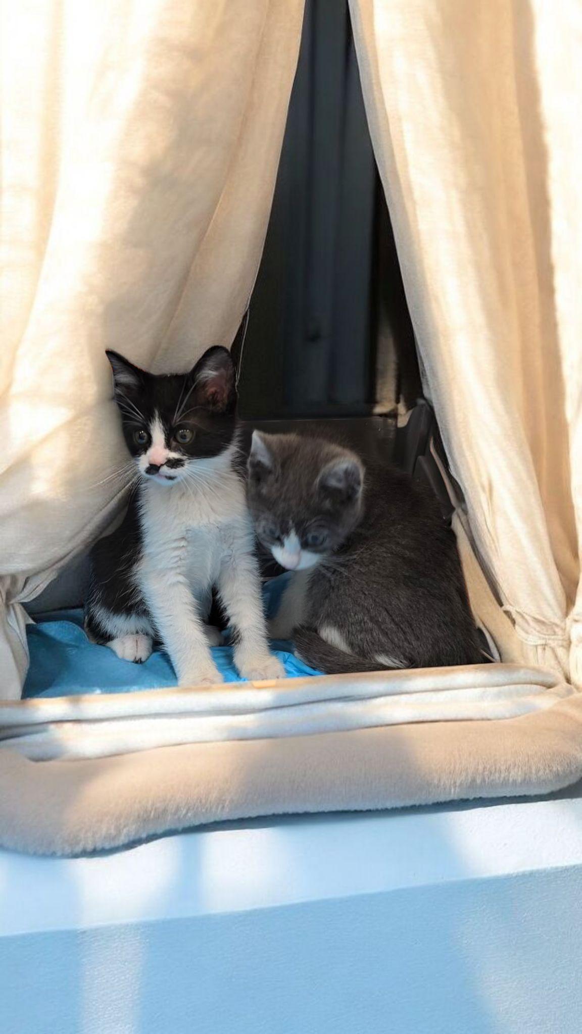 Enlarge Chloe, a Adoptable mixed breed in Hawthorne, CA image 1/1