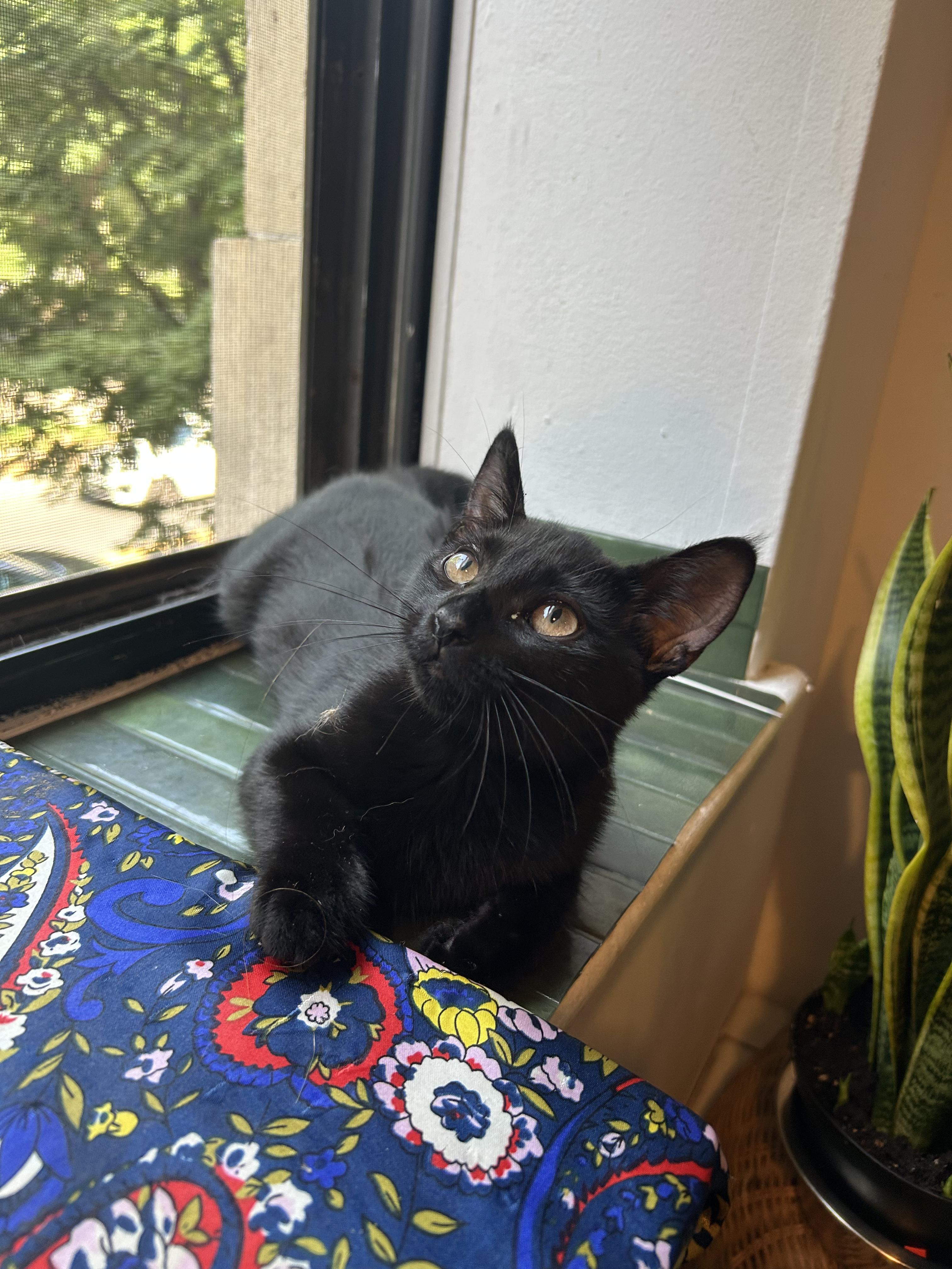 Bebe N. – Playful Panther