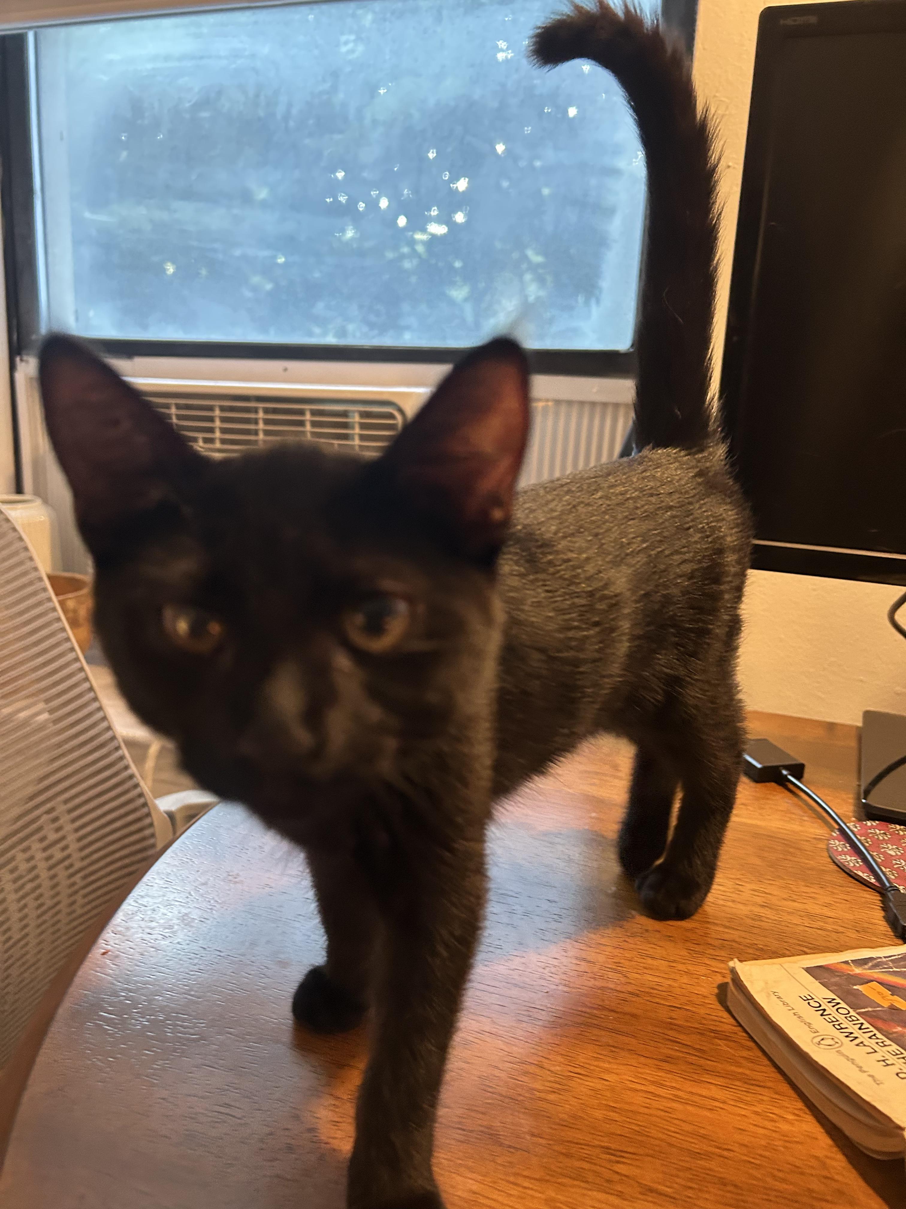 Bebe N. – Playful Panther