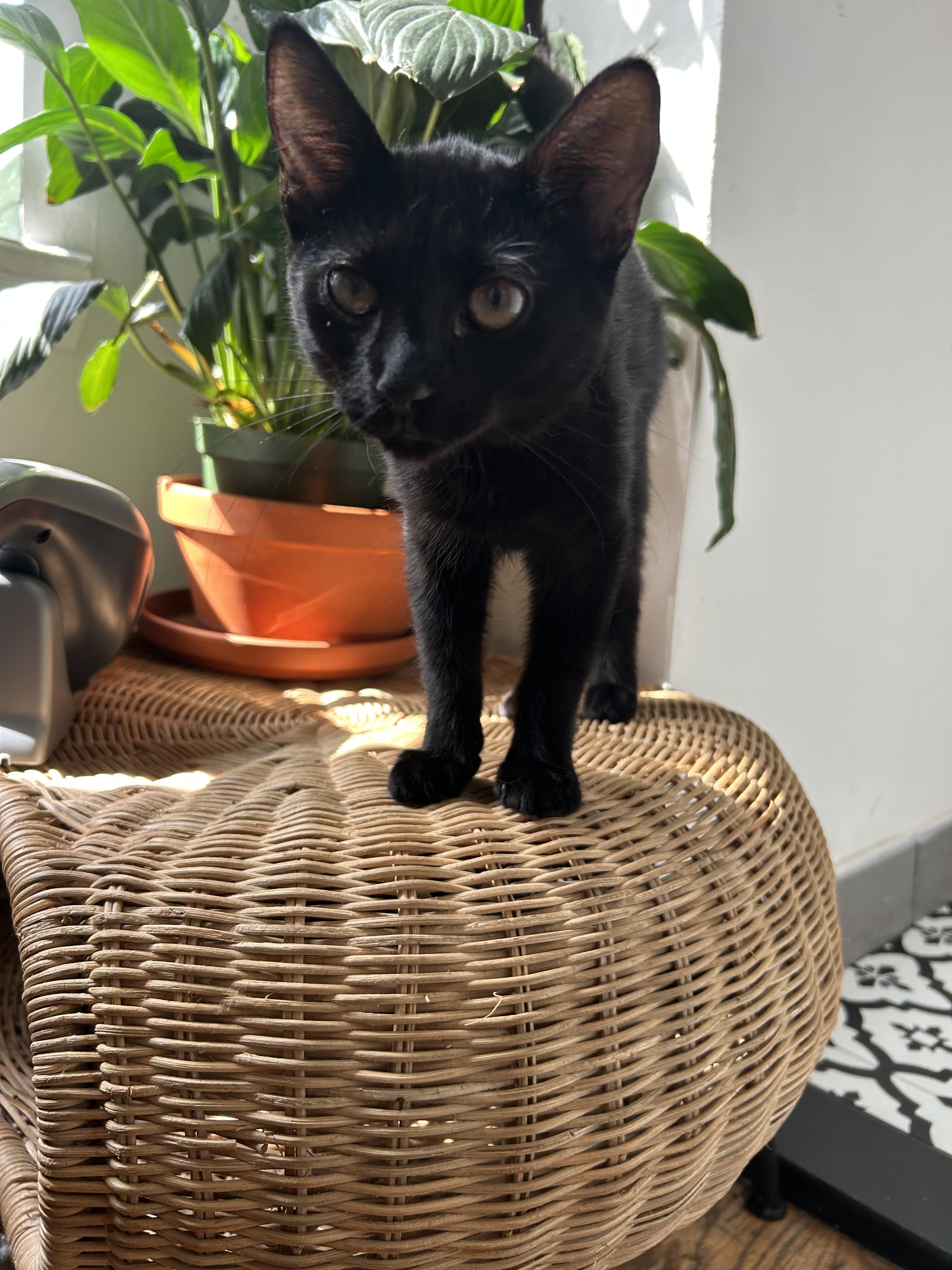 Bebe N. – Playful Panther