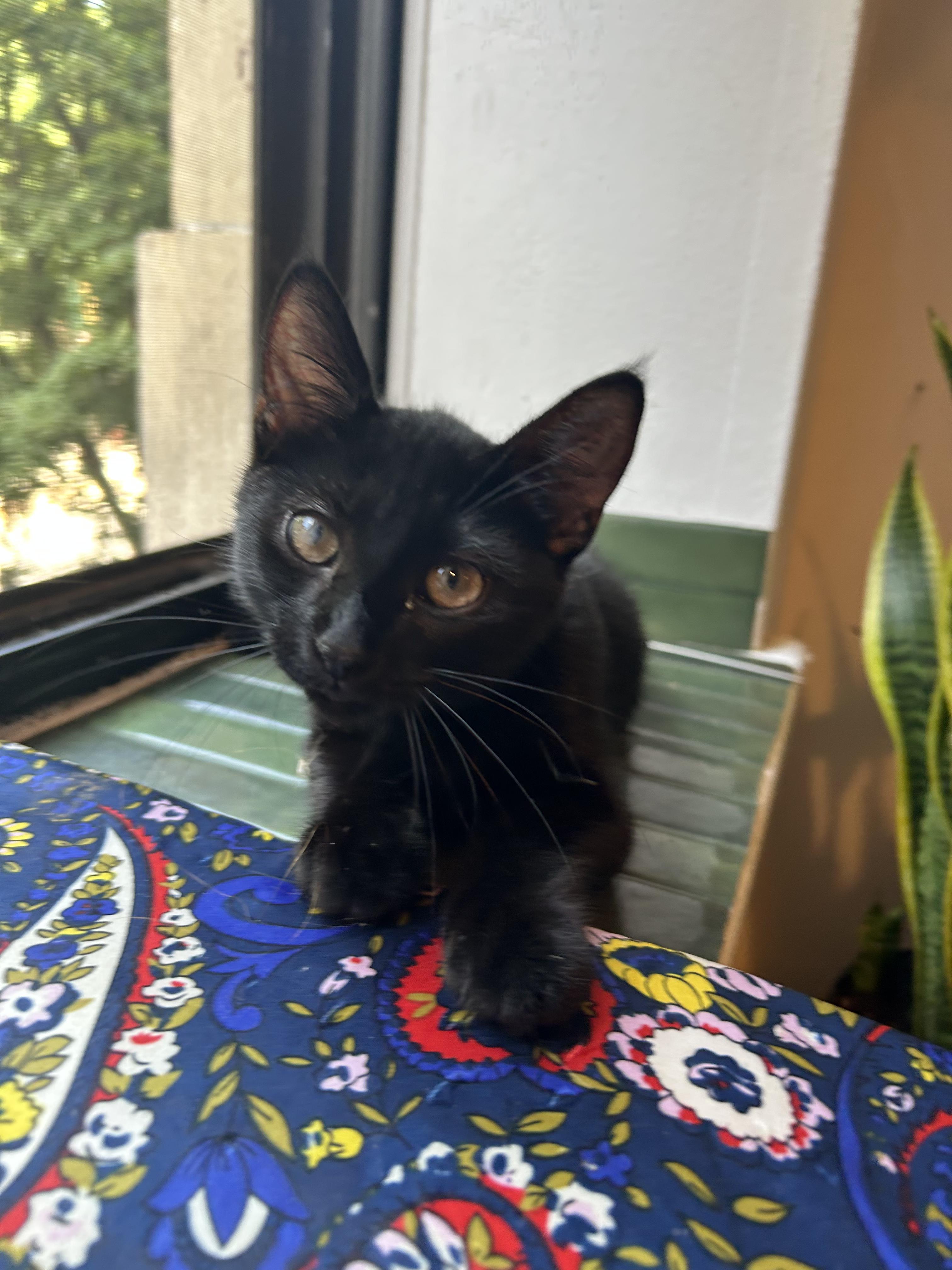 Bebe N. – Playful Panther