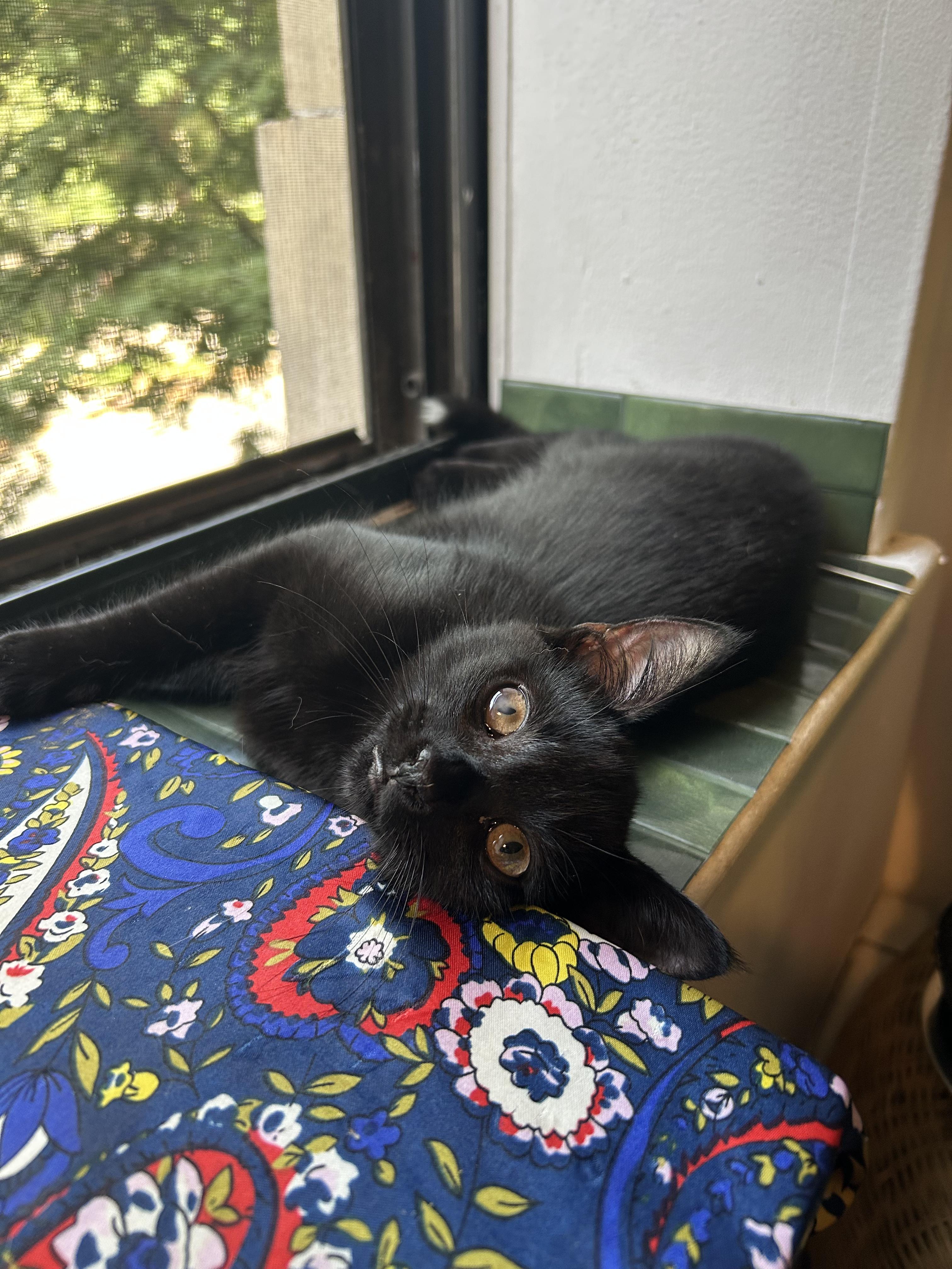 Bebe N. – Playful Panther