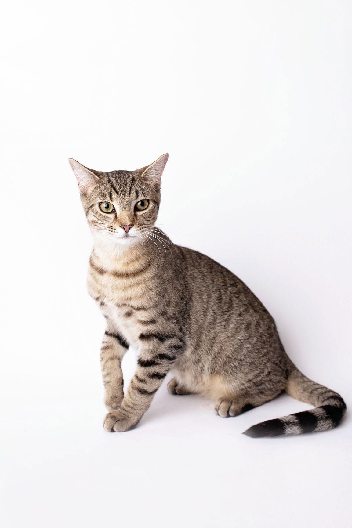 Spot, Adoptable, Kitten Male Domestic Short Hair.
