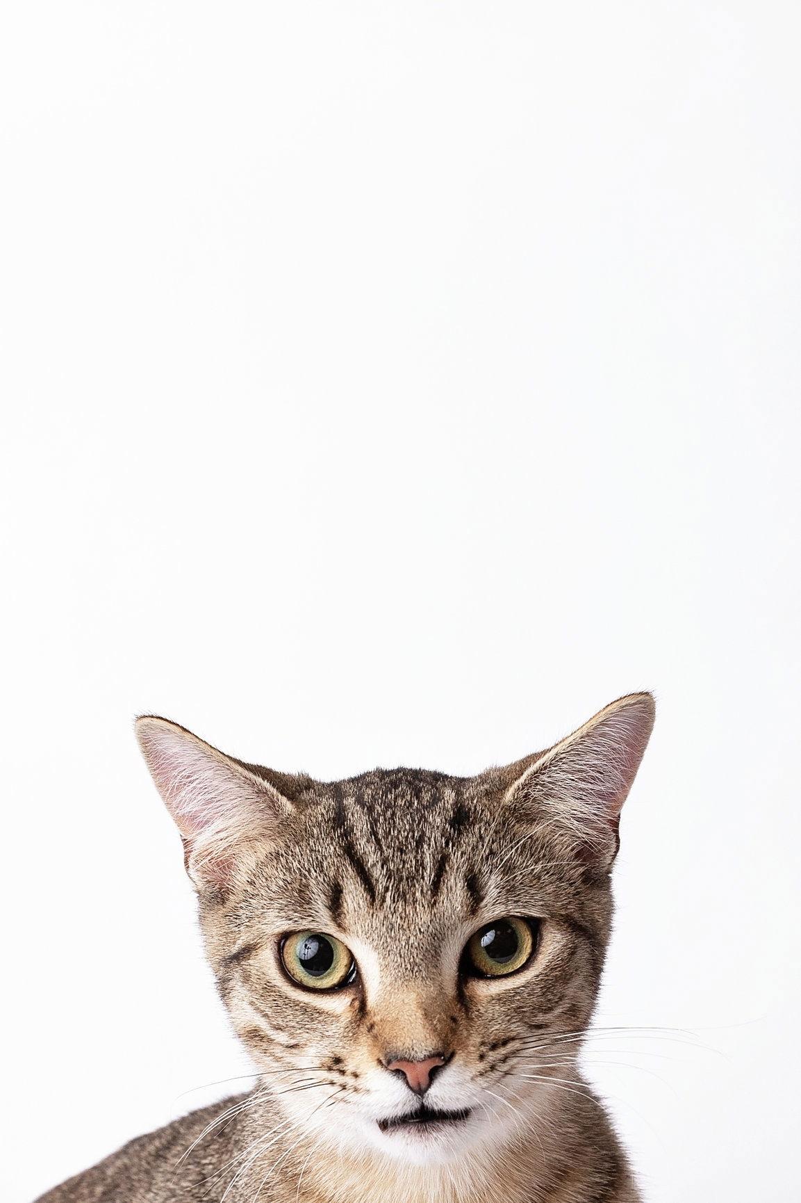 Enlarge Spot, a Adoptable Domestic Short Hair in Nashville, TN image 2/3