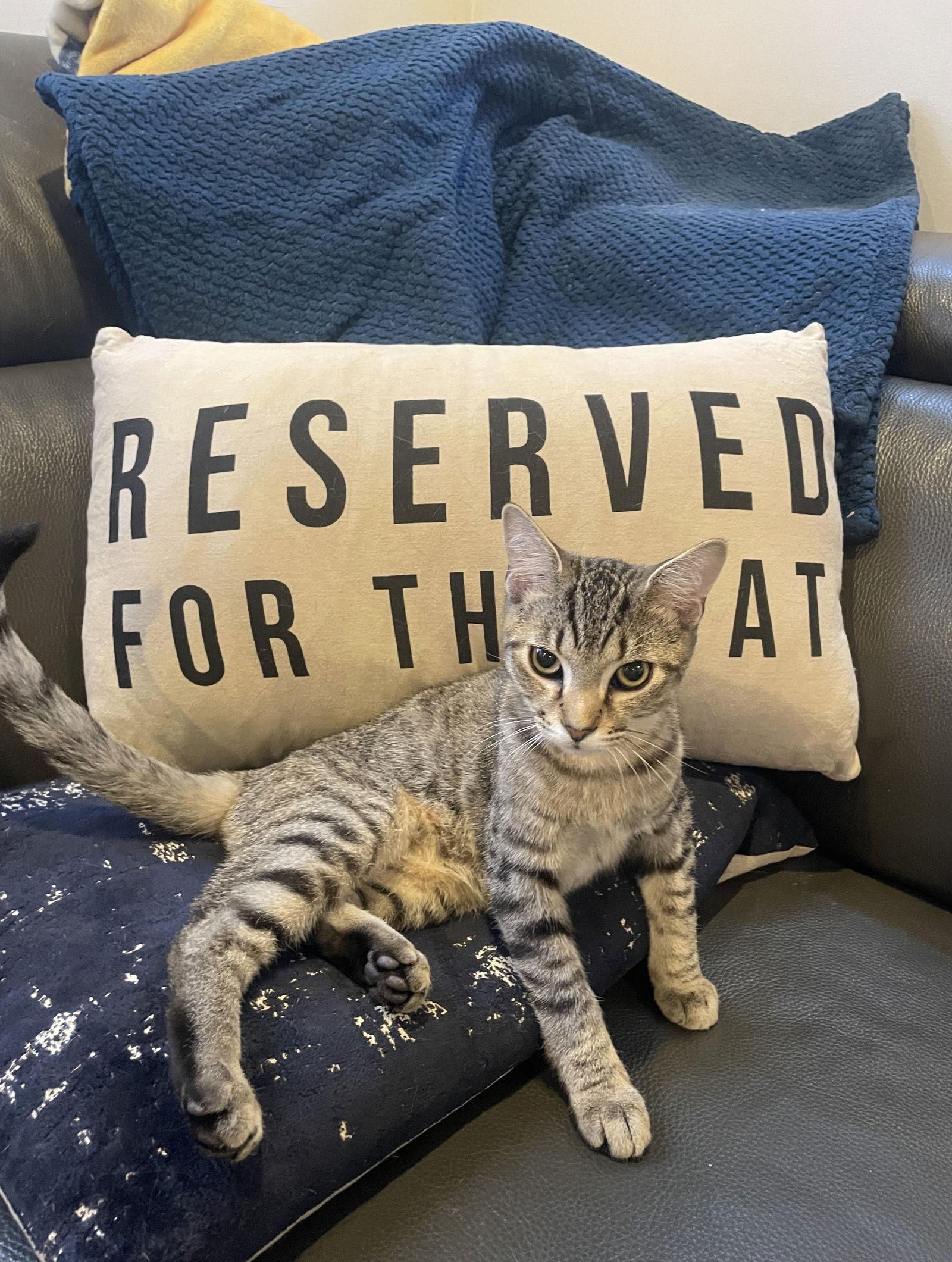 Enlarge Spot, a Adoptable Domestic Short Hair in Nashville, TN image 3/3