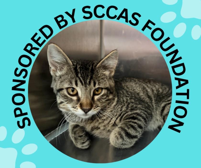 BIRCH*, Adoptable, Kitten Male Domestic Short Hair.