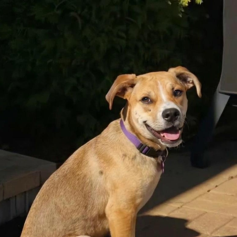 Enlarge Dixie ~ in foster care , a ADOPTABLE mixed breed in Minooka, IL image 1/2