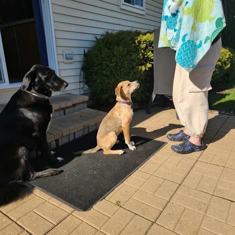 Enlarge Dixie ~ in foster care , a ADOPTABLE mixed breed in Minooka, IL image 2/2