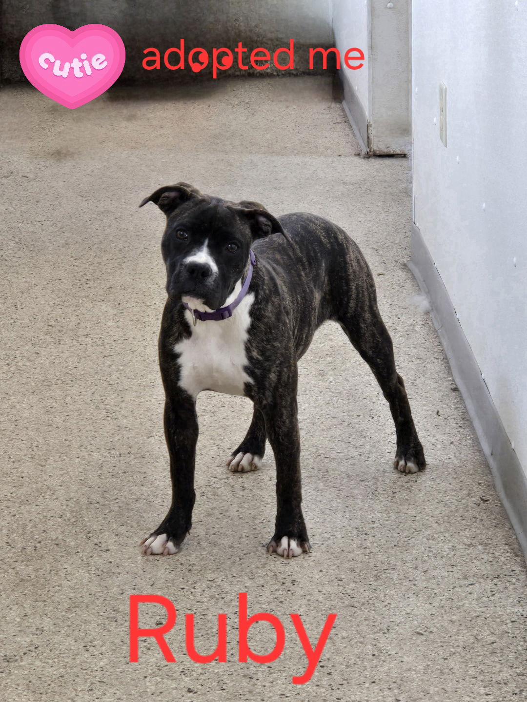 Ruby, a Adoptable Boxer image 1/3