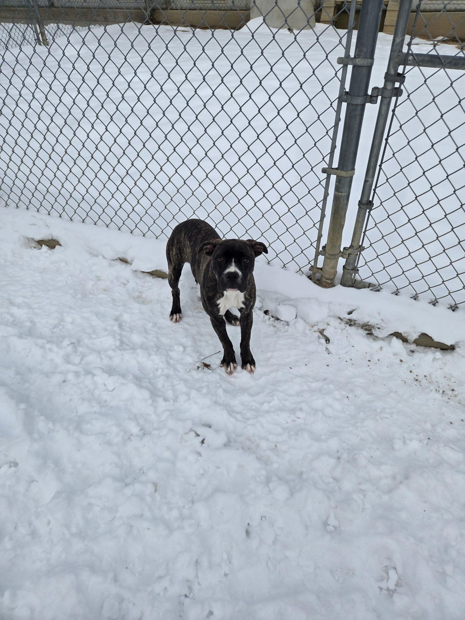 Ruby, a Adoptable Boxer image 2/3