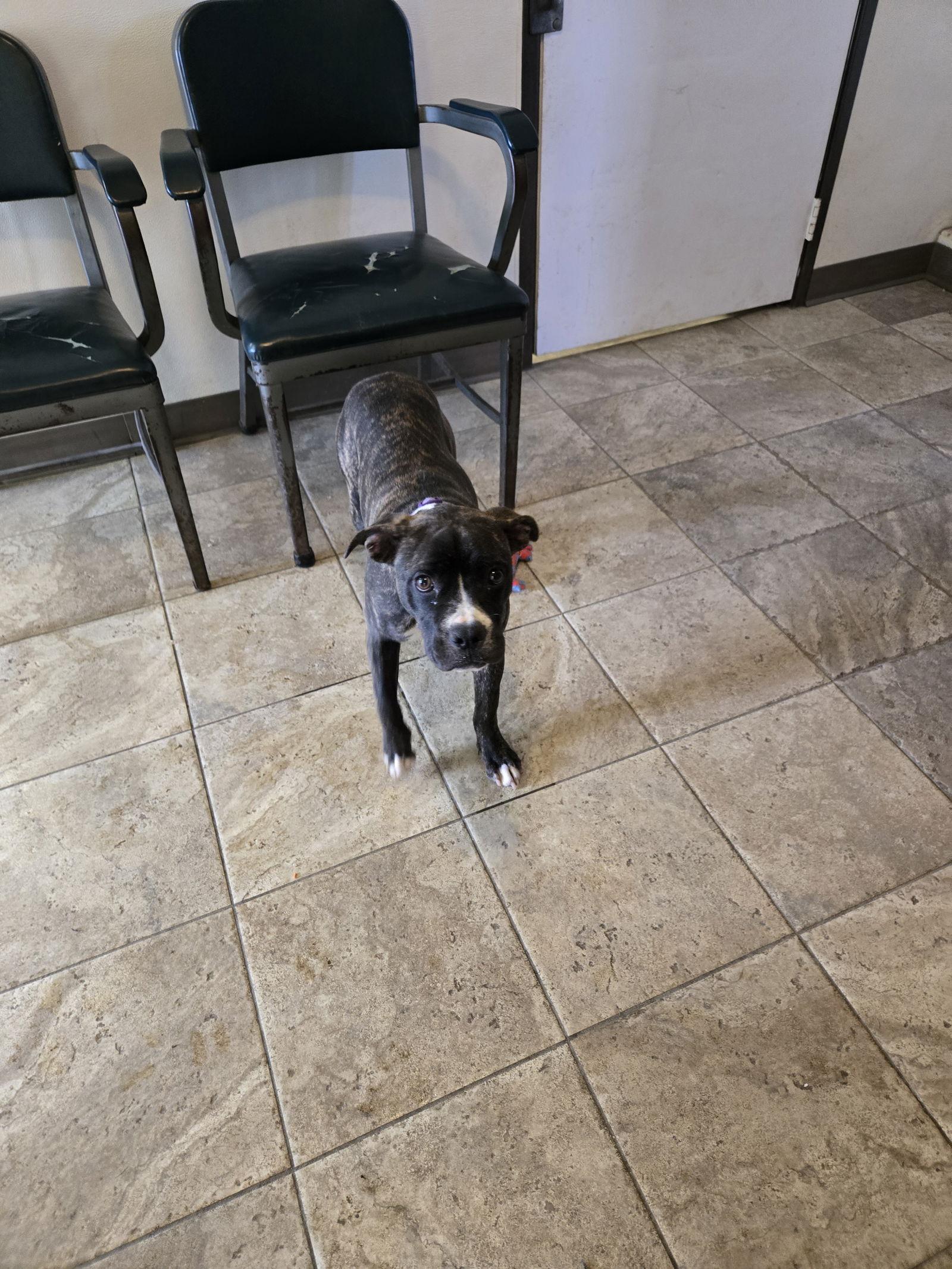 Ruby, a Adoptable Boxer image 3/3