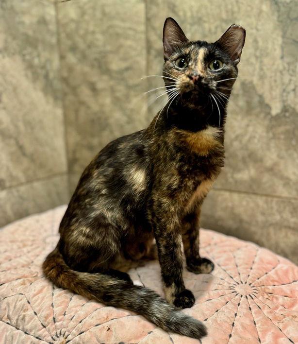 Enlarge Holly25, a Adoptable Domestic Short Hair in Nashville, TN image 1/3