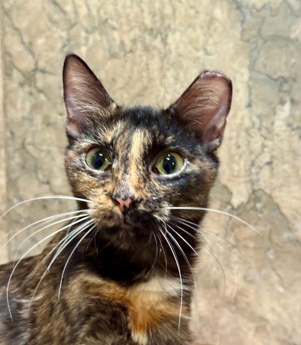 Enlarge Holly25, a Adoptable Domestic Short Hair in Nashville, TN image 2/3