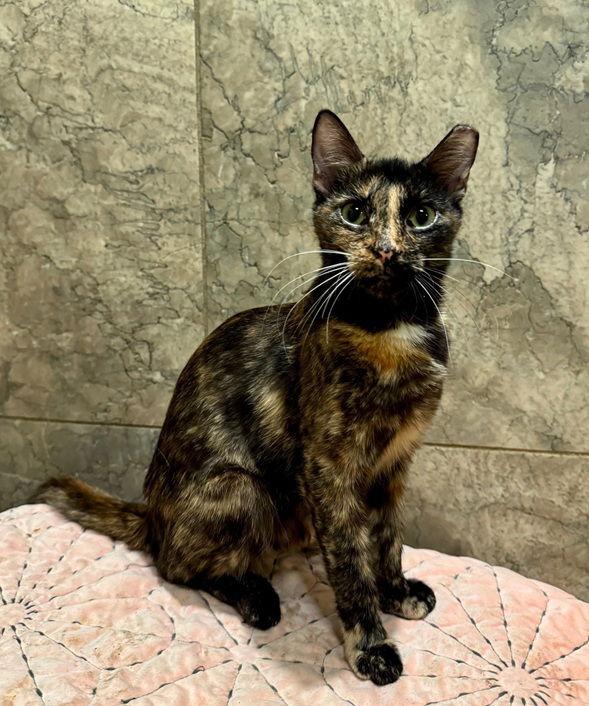 Enlarge Holly25, a Adoptable Domestic Short Hair in Nashville, TN image 3/3