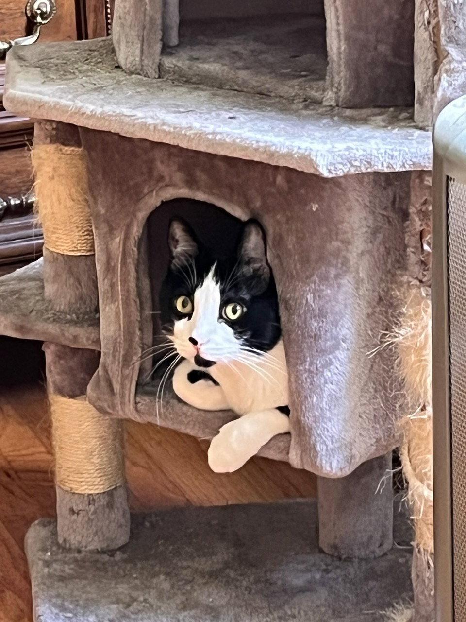 Enlarge Dog, a Adopted Domestic Short Hair in Castro Valley, CA image 1/3