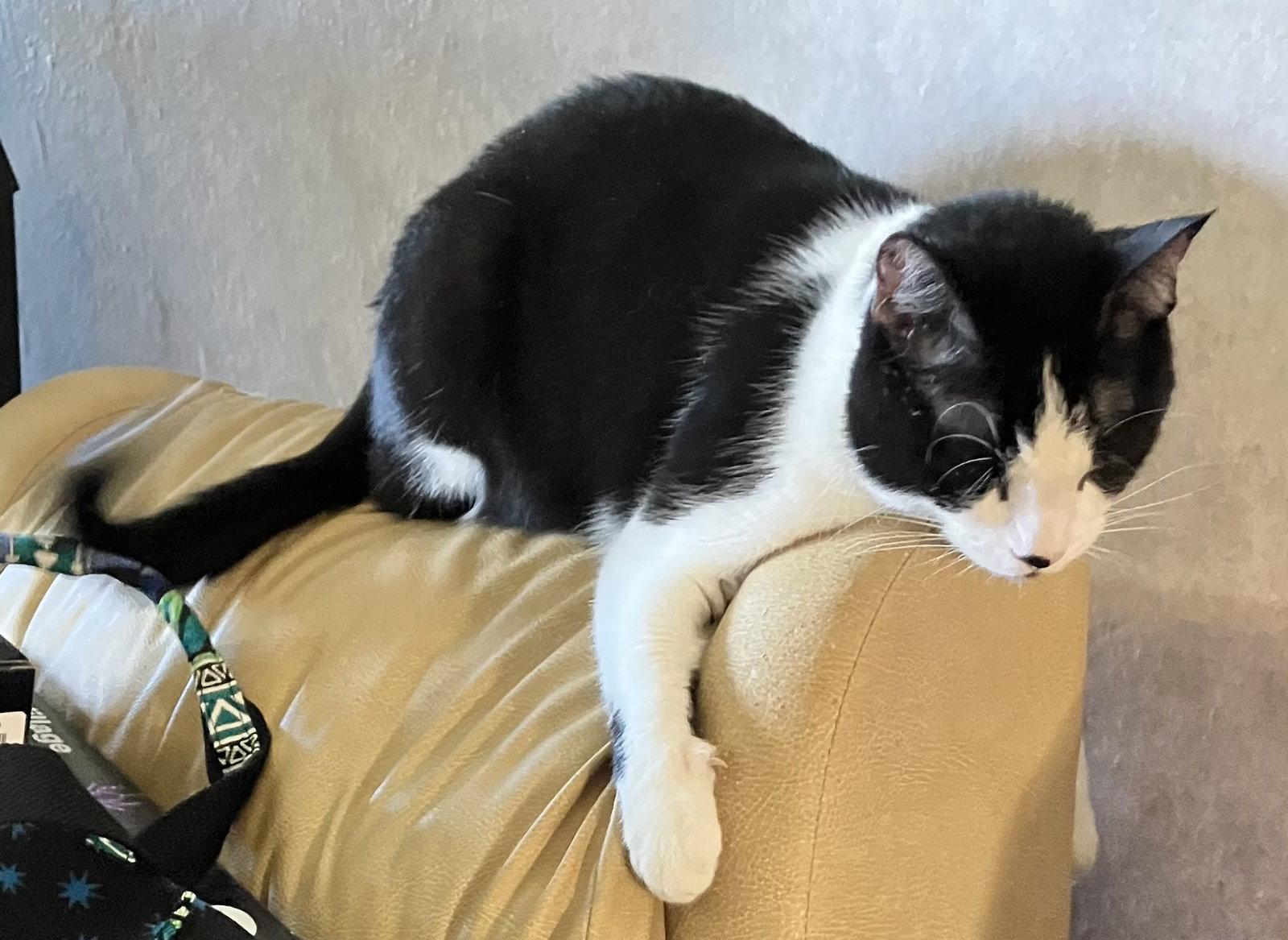 Enlarge Dog, a Adopted Domestic Short Hair in Castro Valley, CA image 2/3