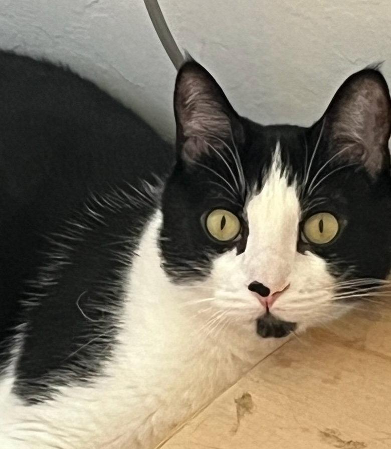 Enlarge Dog, a Adopted Domestic Short Hair in Castro Valley, CA image 3/3