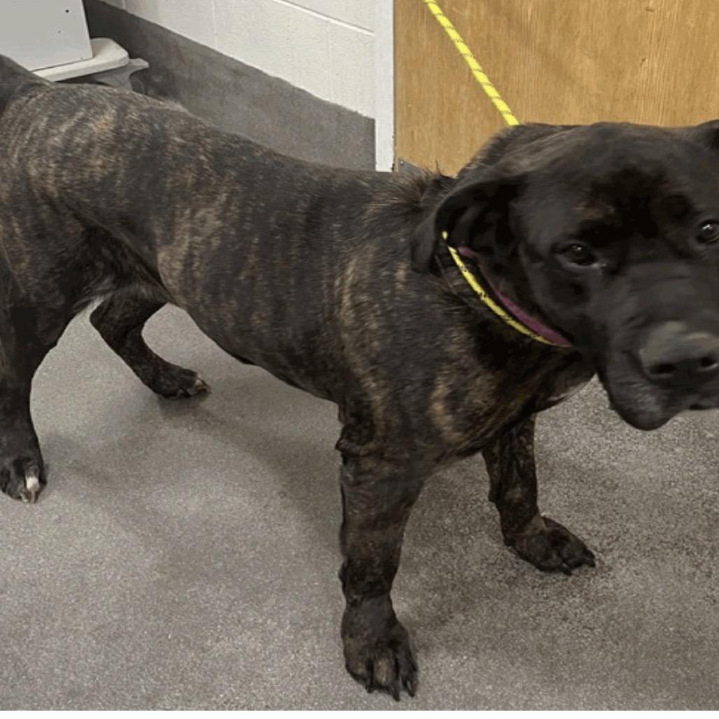 Princess, Adoptable, Senior Female Cane Corso.