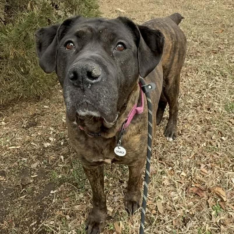 Enlarge Princess, a Adoptable Cane Corso in manchester, PA image 2/6