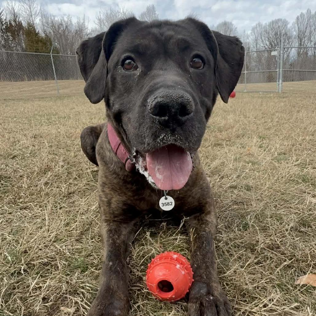 Enlarge Princess, a Adoptable Cane Corso in manchester, PA image 3/6