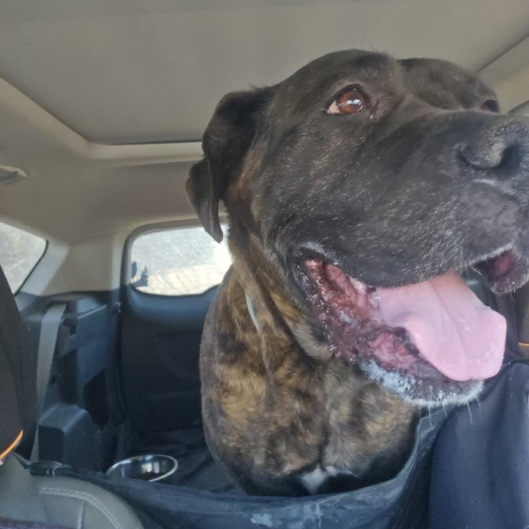 Enlarge Princess, a Adoptable Cane Corso in manchester, PA image 4/6