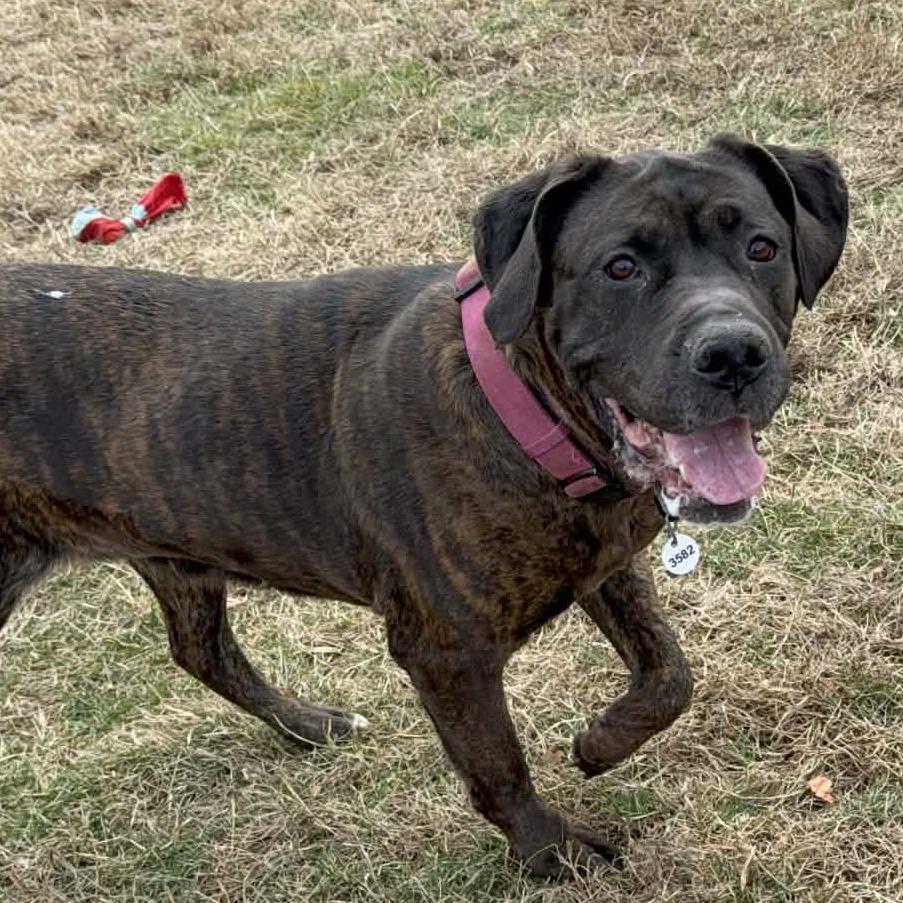 Enlarge Princess, a Adoptable Cane Corso in manchester, PA image 5/6