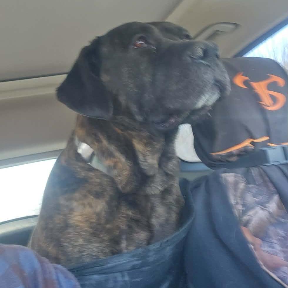 Enlarge Princess, a Adoptable Cane Corso in manchester, PA image 6/6