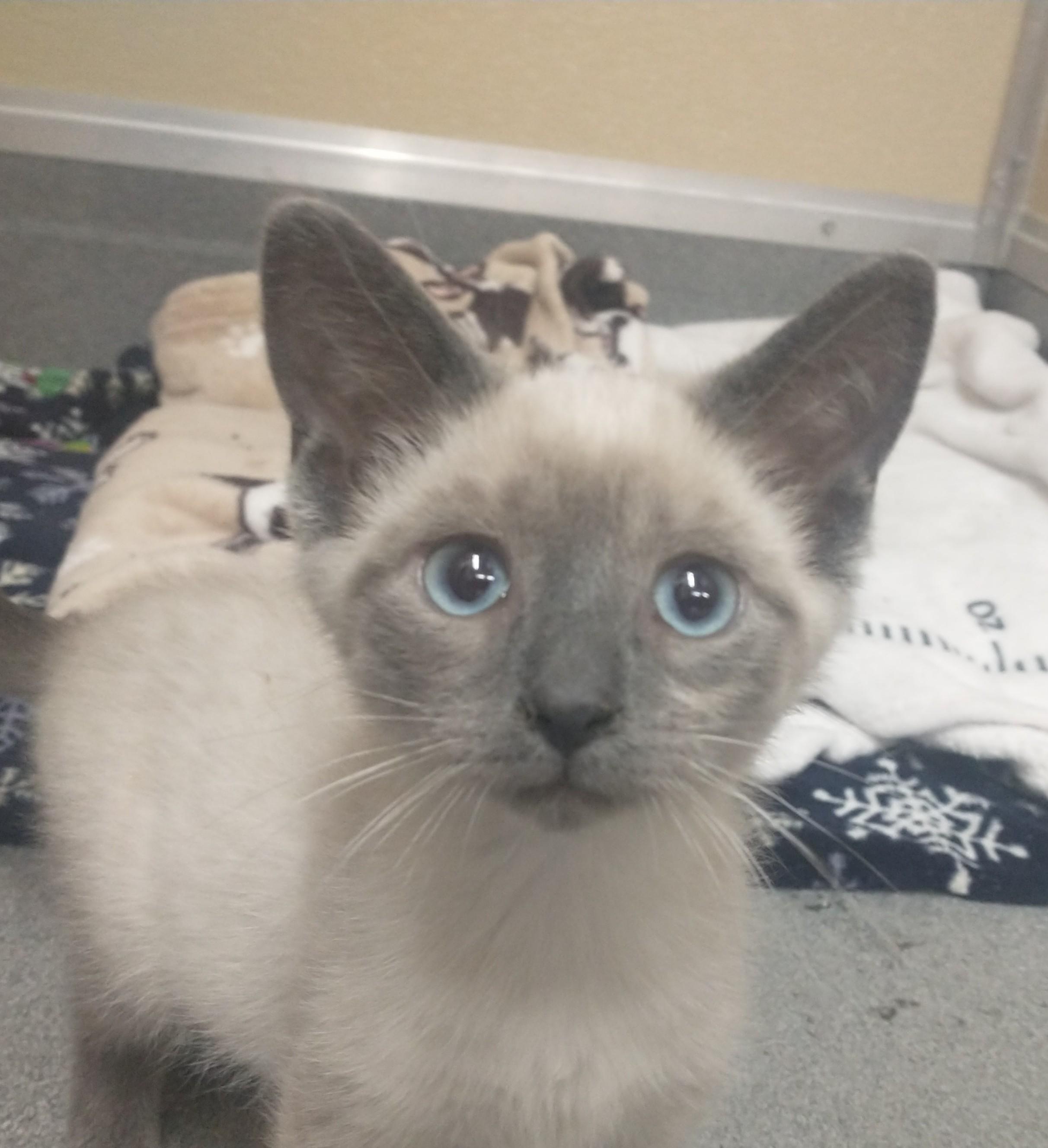 Enlarge Meezer, an adopted Siamese in Tomah, WI image 1/1