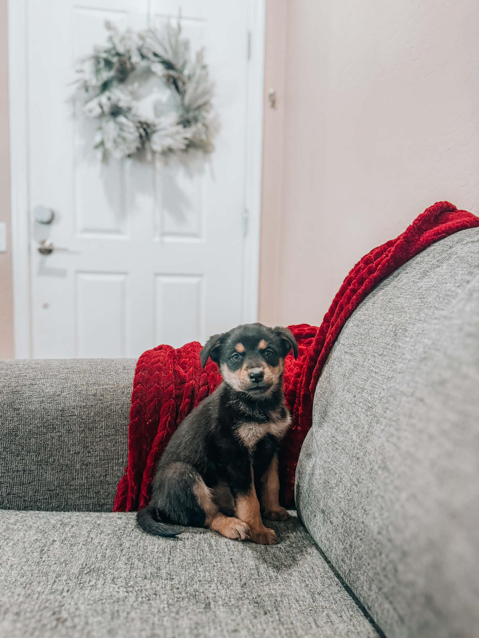 Jilly, Adoptable, Puppy Female Rottweiler & Australian Shepherd.