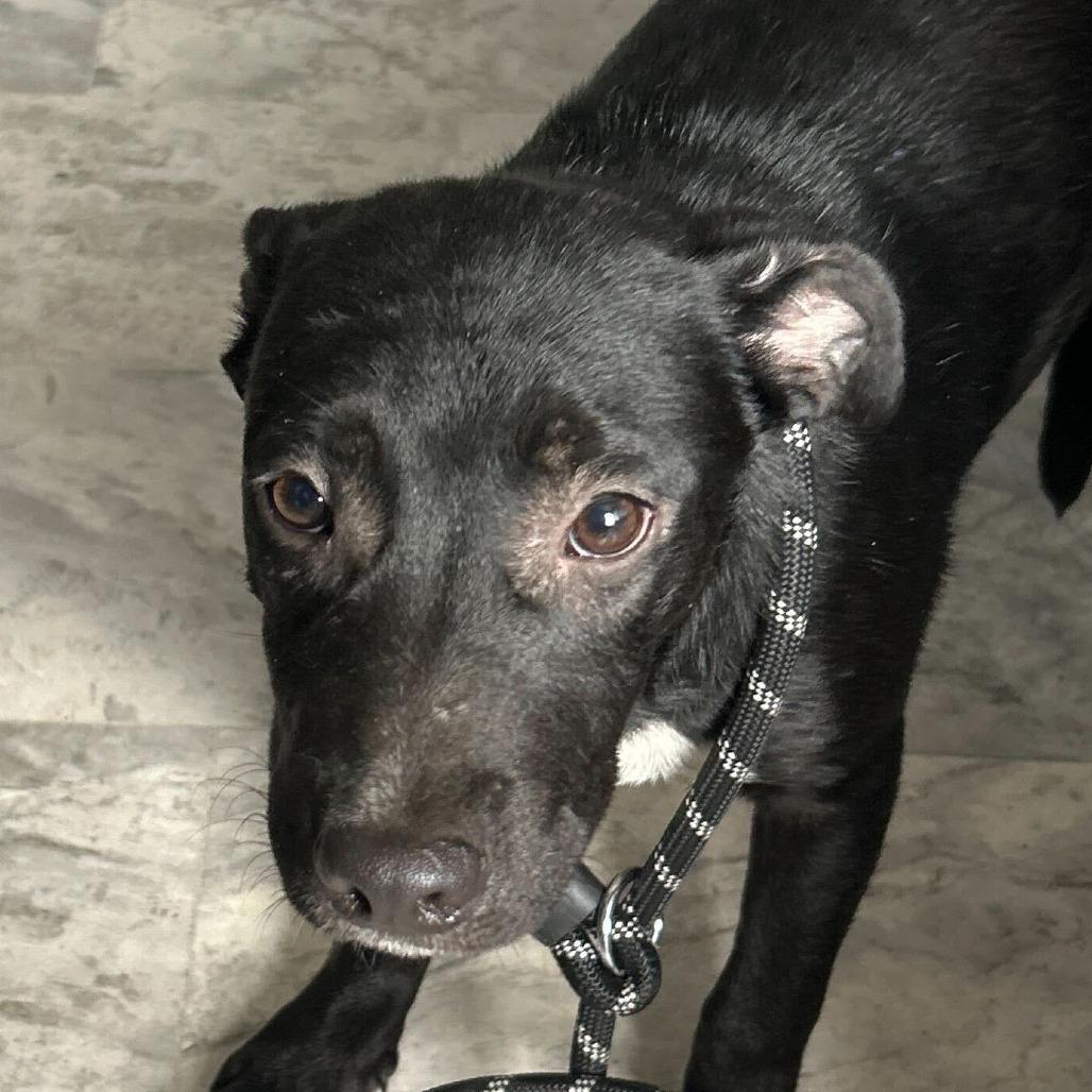 Cleo, Adoptable, Young Female Mixed Breed.