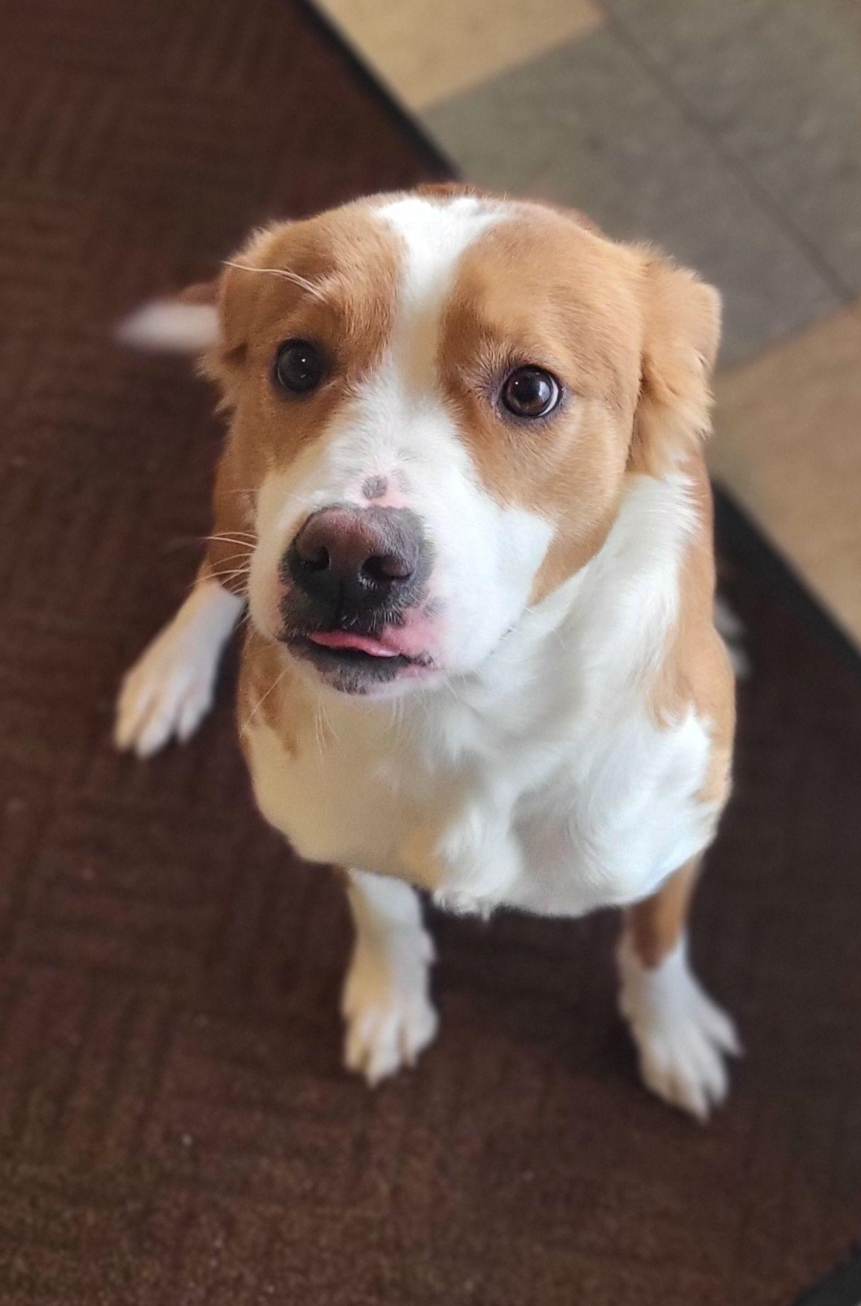 Enlarge Sherry, a ADOPTABLE mixed breed in Collinsville, IL image 1/1