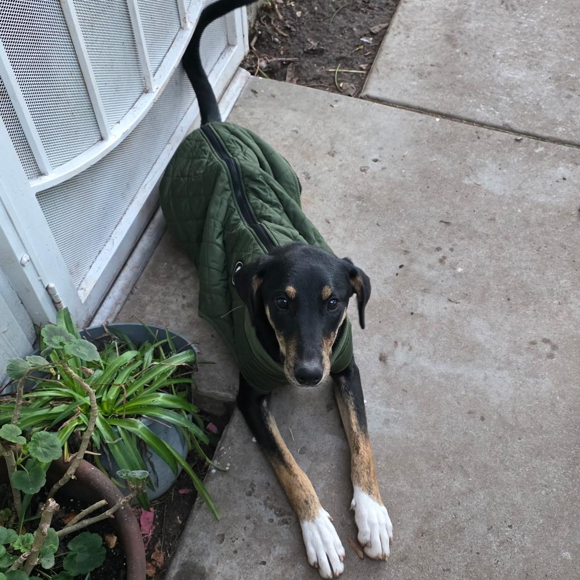 Destiney & Hope & Faith, Adoptable, Young Female Doberman Pinscher.