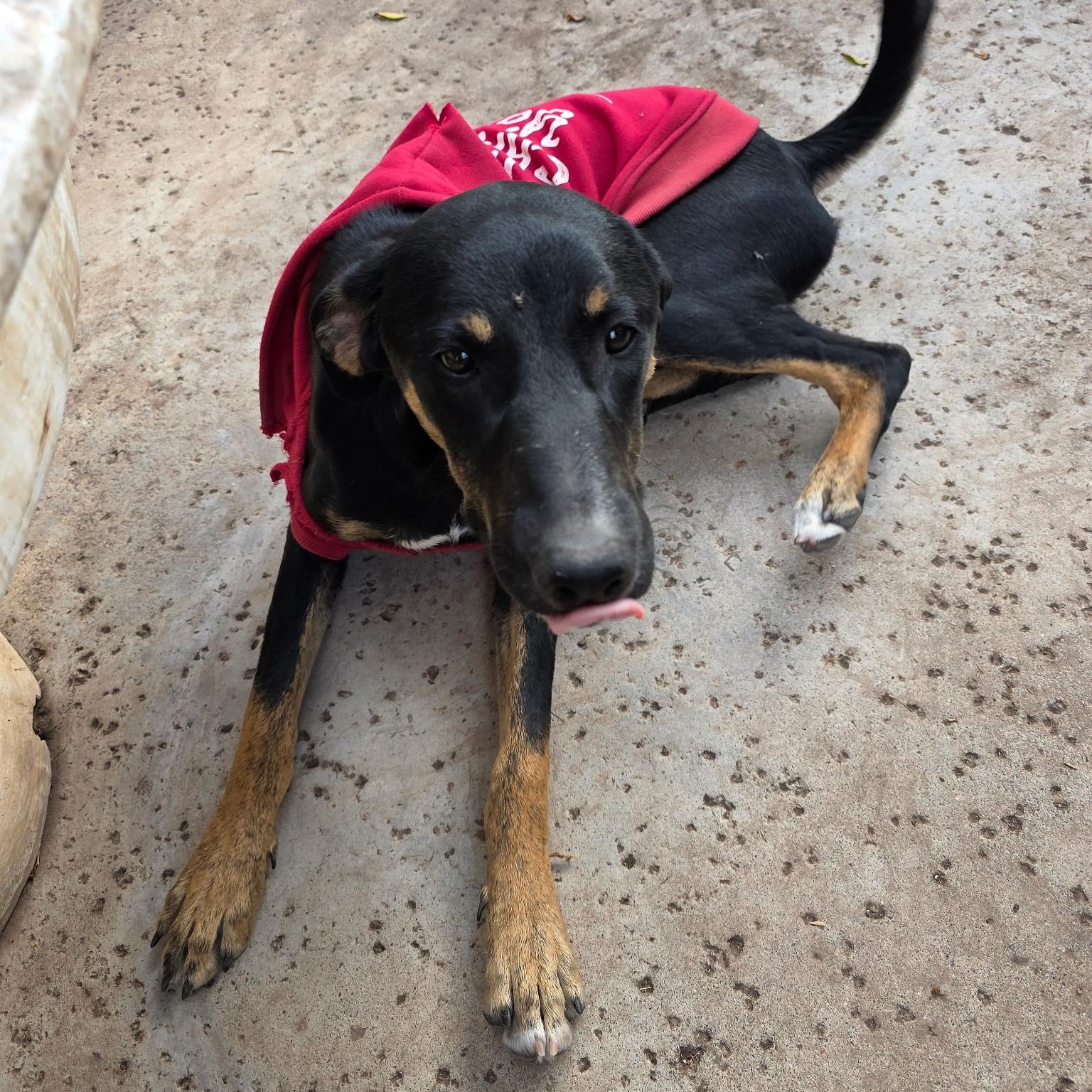 Enlarge Destiney & Hope & Faith, a Adoptable Doberman Pinscher in Seal Beach, CA image 2/6