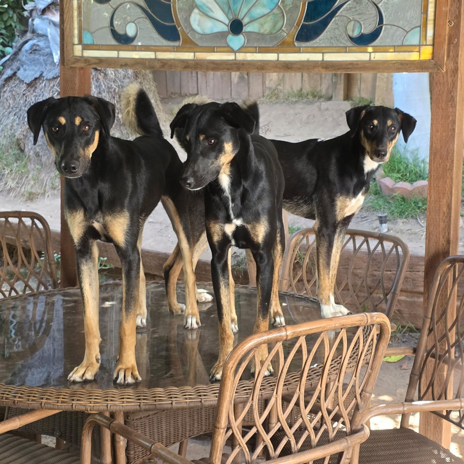 Destiney & Hope & Faith, a Adoptable Doberman Pinscher in Seal Beach, CA image 1/6