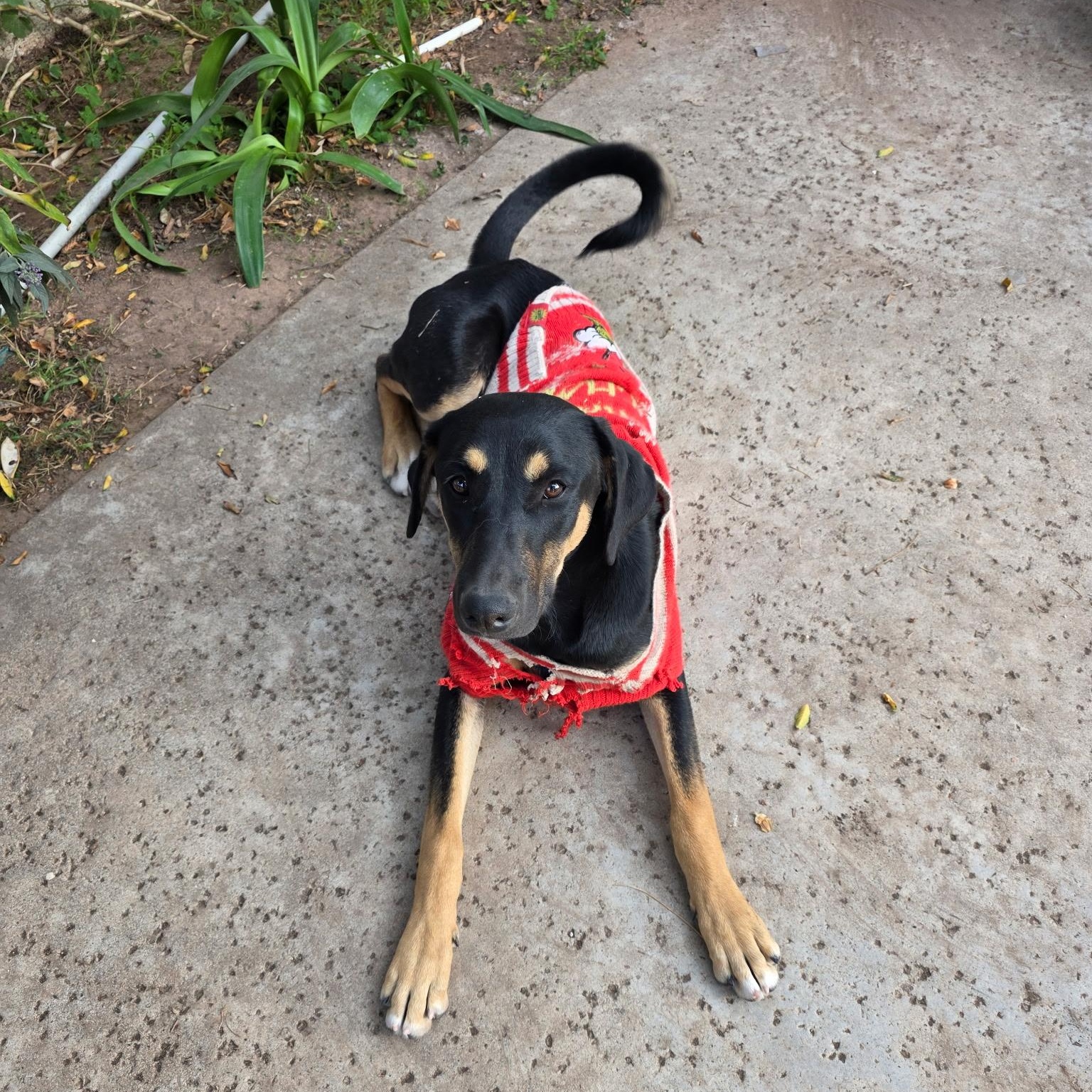 Enlarge Destiney & Hope & Faith, a Adoptable Doberman Pinscher in Seal Beach, CA image 4/6