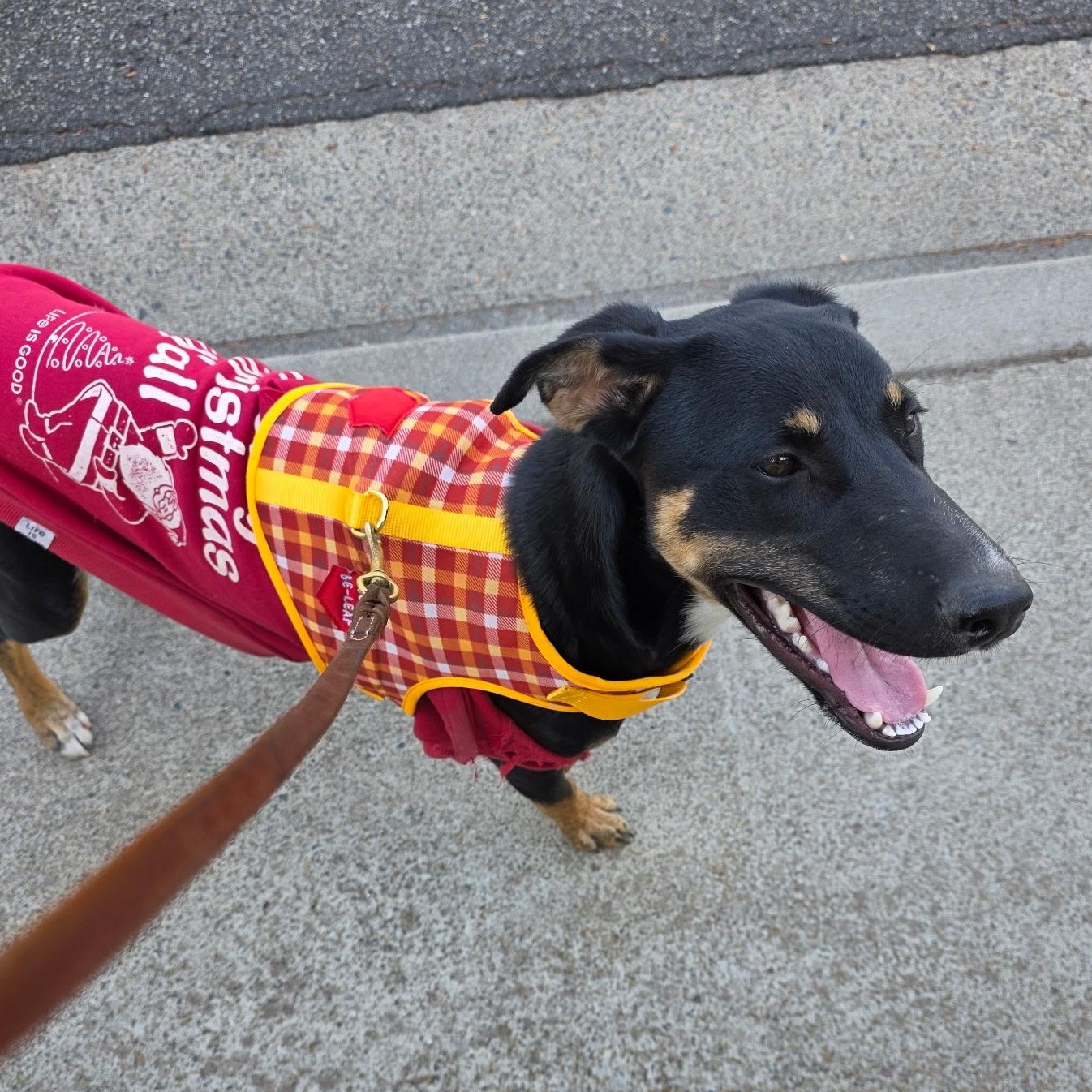 Enlarge Destiney & Hope & Faith, a Adoptable Doberman Pinscher in Seal Beach, CA image 6/6