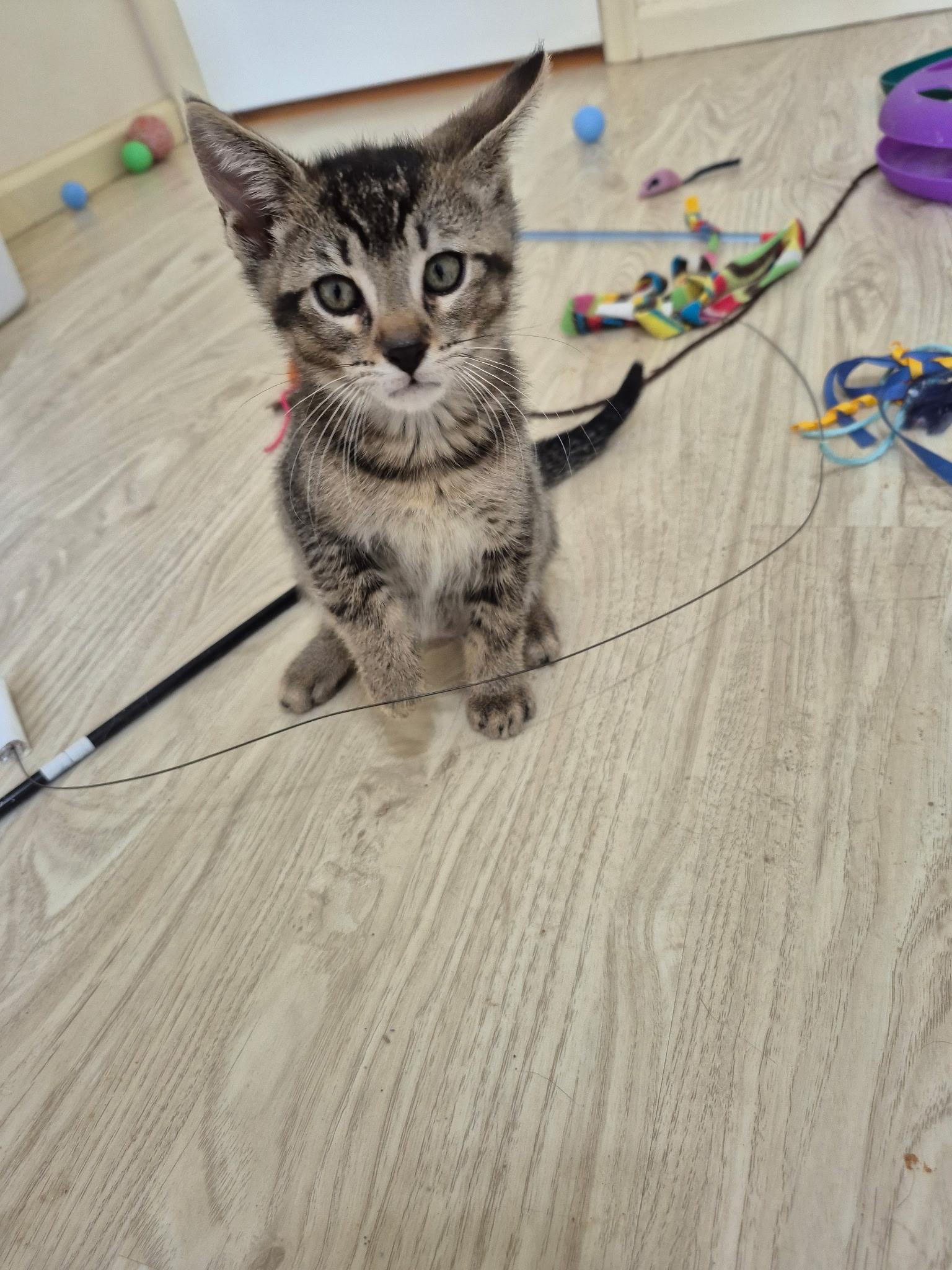 Tyler, adopted, Kitten Male Domestic Short Hair.