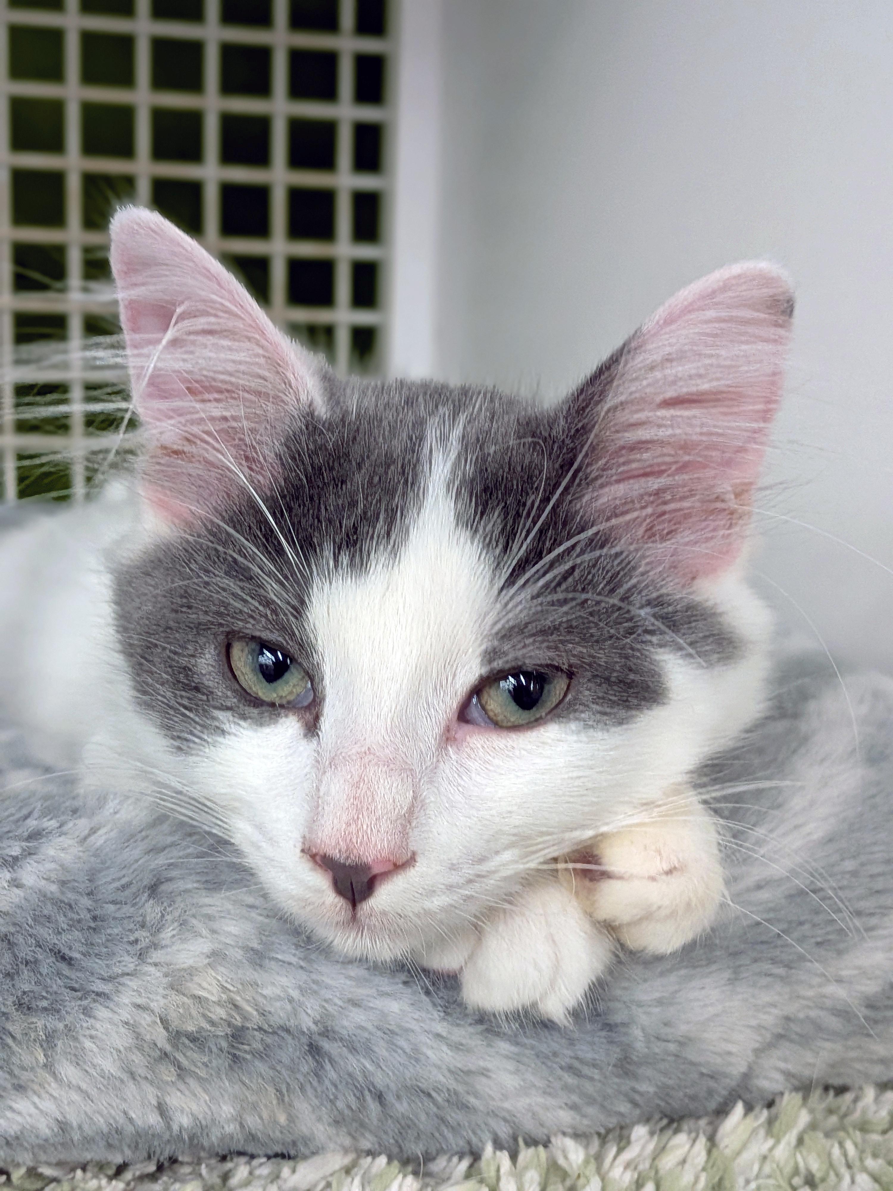 Enlarge Skippy, a ADOPTABLE mixed breed in Lake Monroe, FL image 3/6