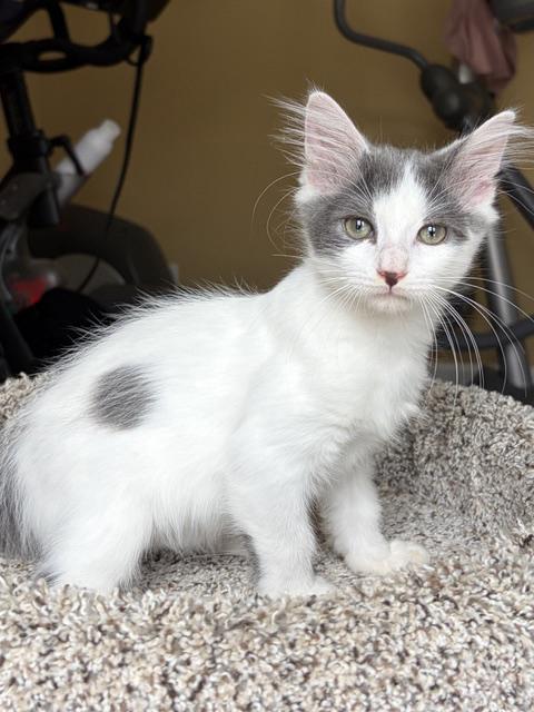 Enlarge Skippy, a ADOPTABLE mixed breed in Lake Monroe, FL image 6/6