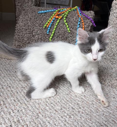 Enlarge Skippy, a ADOPTABLE mixed breed in Lake Monroe, FL image 5/6
