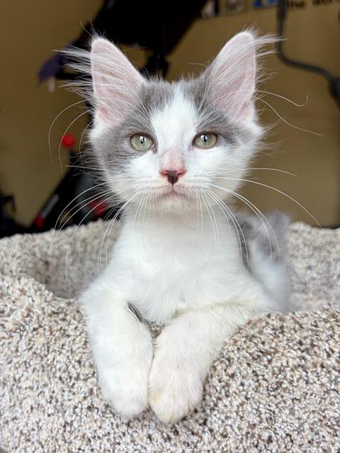 Enlarge Skippy, a ADOPTABLE mixed breed in Lake Monroe, FL image 4/6