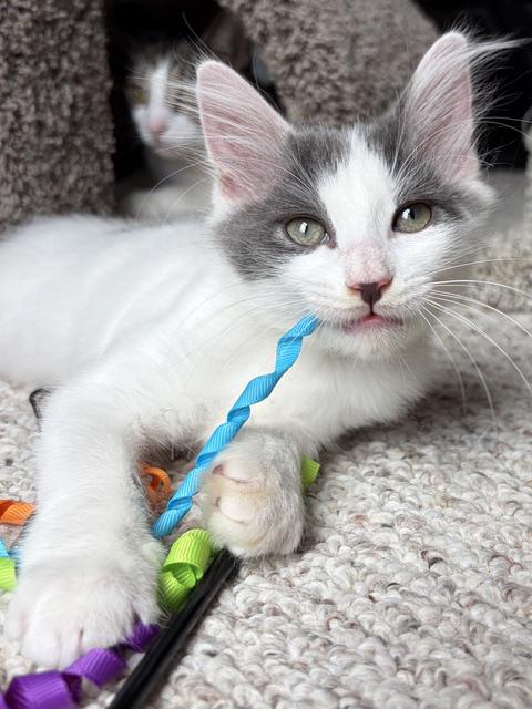 Enlarge Skippy, a ADOPTABLE mixed breed in Lake Monroe, FL image 1/6