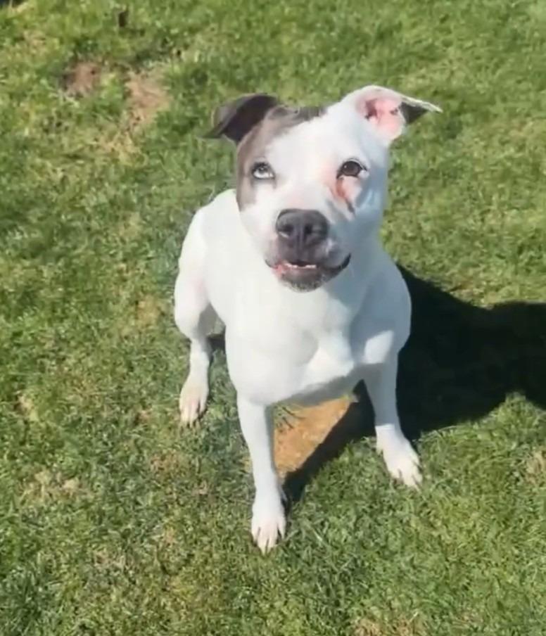 Gemma, Adoptable, Adult Female Pit Bull Terrier.