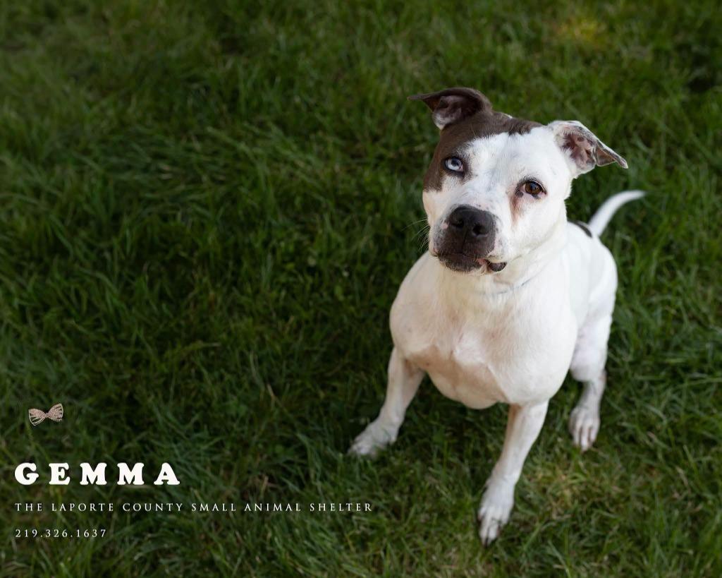 Enlarge Gemma, a Adoptable Pit Bull Terrier in La Porte, IN image 2/2