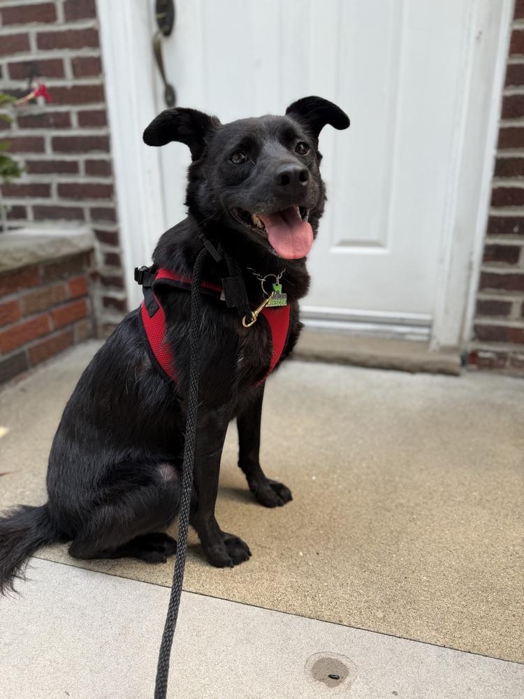 KKAMJA, Adoptable, Puppy Female Jindo.