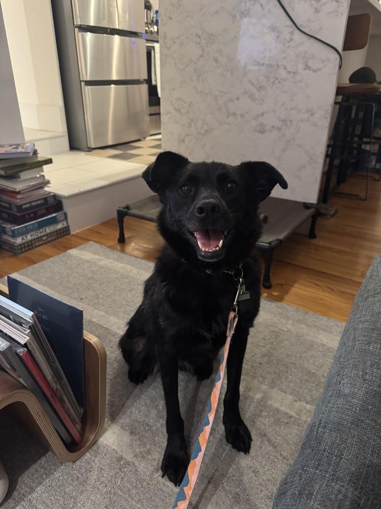 KKAMJA, a Adoptable Jindo in Long Island City, NY image 2/6